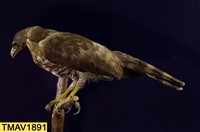 鳳頭蒼鷹藏品圖，第9張